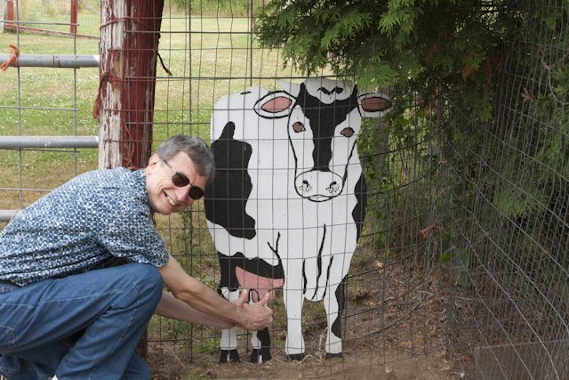 Milking the cow