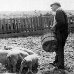 Andrew feeding hogs on the farm