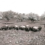 Andrew feeding hogs in the orchard